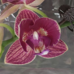 Орхидея Phalaenopsis Lola peloric, multiflora (отцвел) 