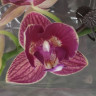 Орхидея Phalaenopsis Lola peloric, multiflora (отцвел) 