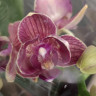 Орхидея Phalaenopsis Lola peloric, multiflora (отцвел) 