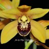 Орхидея Cymbidium