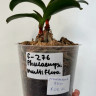 Орхидея Phalaenopsis, multiflora (отцвёл, РЕАНИМАШКА*)