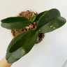 Орхидея Phalaenopsis, multiflora (отцвёл, РЕАНИМАШКА*)