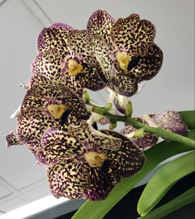 Орхидея Vanda Dark Chocolate 