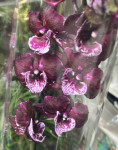 Орхидея Phalaenopsis Big Lip