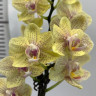 Орхидея  Phalaenopsis, multiflora   