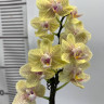 Орхидея  Phalaenopsis, multiflora   