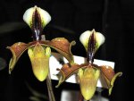 Орхидея Paphiopedilum villosum (отцвёл)