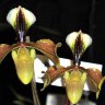 Орхидея Paphiopedilum villosum (отцвёл)