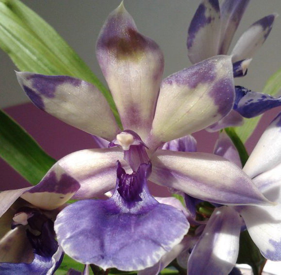 Орхидея Zygopetalum Blue Angel (отцвёл, РЕАНИМАШКА)