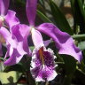 Орхидея Cattleya maxima (отцвела)