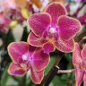 Орхидея Phalaenopsis Super, multiflora 