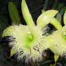 Орхидея Rl. digbyana 'Green Giant' (отцвела) 