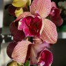Орхидея Phalaenopsis (отцвел) 