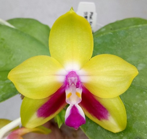 Орхидея Phalaenopsis KS Happy Eagle '786' (еще не цвел)    