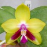 Орхидея Phalaenopsis KS Happy Eagle '786' (еще не цвел)    