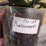 Орхидея Phalaenopsis (отцвёл, РЕАНИМАШКА)