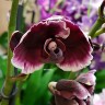 Орхидея Phalaenopsis Black  