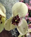 Орхидея Phalaenopsis Albufeira peloric