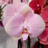 Орхидея Phalaenopsis Rome (отцвел)