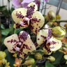 Орхидея Phalaenopsis Honey Sorbet, midi (отцвел)