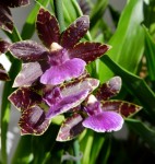 Орхидея Zygopetalum hybrid (отцвел)