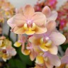 Орхидея Phal. Perfumе Scention, multiflora (цветет, РЕАНИМАШКА)   