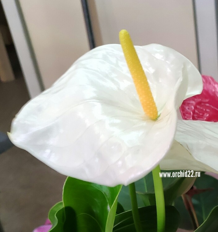 Anthurium White Queen (деленка без цветов)