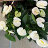Anthurium Alpina