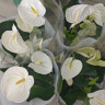 Anthurium Alpina