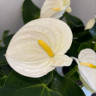 Anthurium Alpina