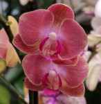 Орхидея Phalaenopsis, mini (отцвёл, РЕАНИМАШКА)  