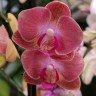 Орхидея Phalaenopsis, mini (отцвёл, РЕАНИМАШКА)  