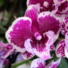Орхидея Phal. Big Lip midi (отцвел, РЕАНИМАШКА)