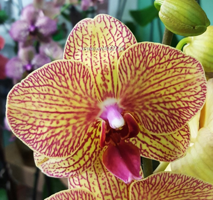 Орхидея Phalaenopsis KV Beauty (отцвел)