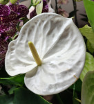 Anthurium Samora (деленка без цветов)