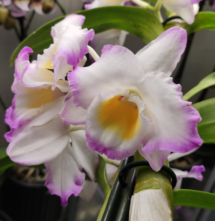 Орхидея Dendrobium nobile (отцвёл)