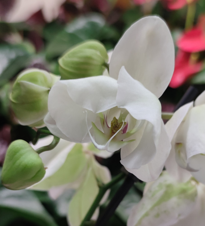 Орхидея Phalaenopsis Ural, peloric (отцвёл)