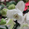 Орхидея Phalaenopsis Ural, peloric (отцвёл)