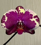 Орхидея Phalaenopsis 