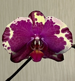 Орхидея Phalaenopsis 