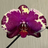 Орхидея Phalaenopsis (отцвёл)
