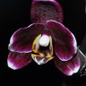 Орхидея Dtps. Black Butterfly 