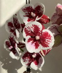 Орхидея Phalaenopsis Big Lip (отцвел)    