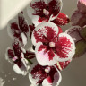 Орхидея Phalaenopsis Big Lip (отцвел)    