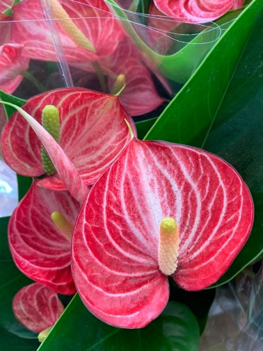 Anthurium Livium Brilliant