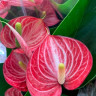 Anthurium Livium Brilliant
