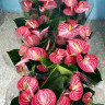 Anthurium Livium Brilliant