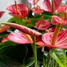 Anthurium Livium Brilliant