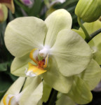 Орхидея Phalaenopsis Milan (отцвел, РЕАНИМАШКА*) 