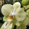 Орхидея Phalaenopsis Milan (отцвел, РЕАНИМАШКА*) 